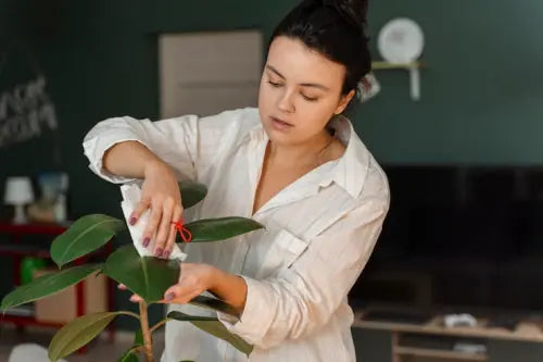 Adaptogenic Botanicals Reviewed in Contemporary Women's Health Research