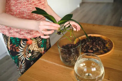 Seed Cycling: How It Works and Why It Helps